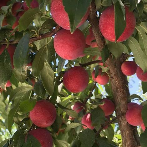 The Flavor Tree Fruit Company, LLC