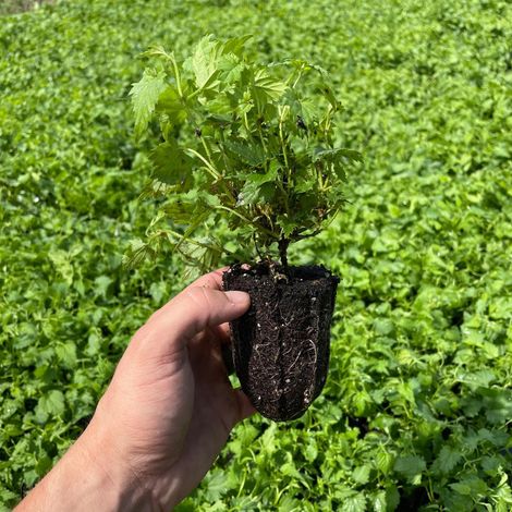 HOP HEAD FARMS, LLC