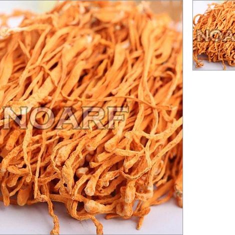 Cordyceps Militaris