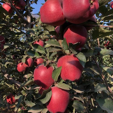 Almula Tarim Urunleri Uretim Hayvancilik Nakliye Ithalat Ihracat Sanayi Ve Ticaret As