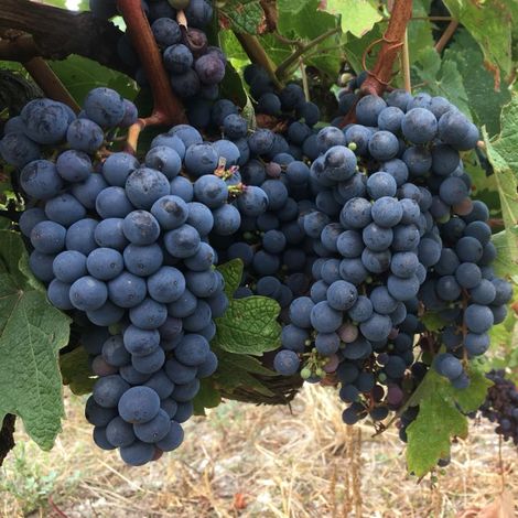 Château la Mouline's grapes