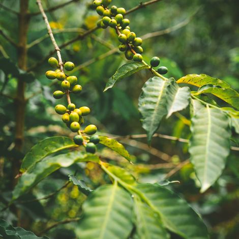 cultivated-local-coffe-plantage-branch-with-green-coffee-beans-and-foliage-santo-antao-island.jpeg