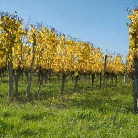 Château de Bonhoste vineyard.jpg