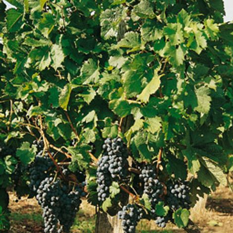 Château Le Doyenné