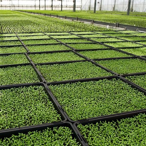 seed-selection_001.jpg