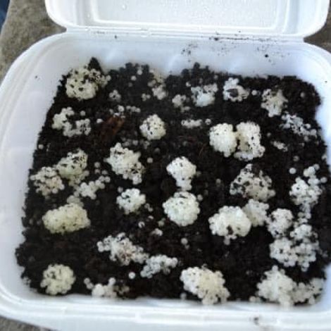 Ukrainian Snail Holding - Snail Eggs