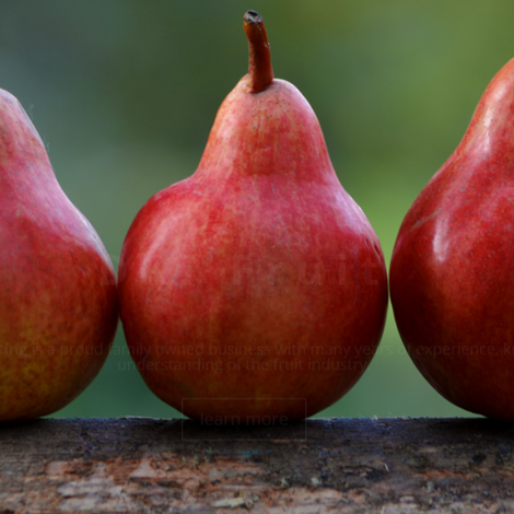 DKI Fruit Marketing - Pears
