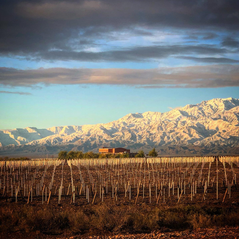 Zorzal Wines - Vineyard