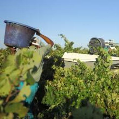Vineyards