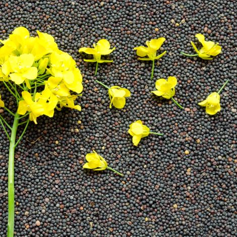 Rapeseed seeds are environmentally friendly