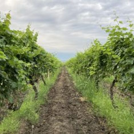 Kumbati_Wines_Vineyards