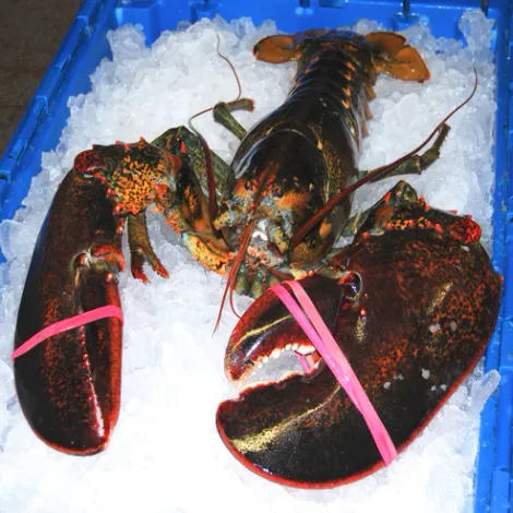 Boston Lobster Company