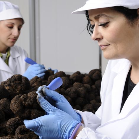Selection of Burgundy truffles