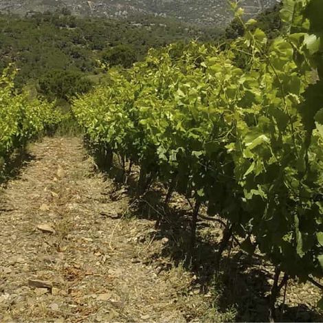Celler la Muntanya - Vineyard