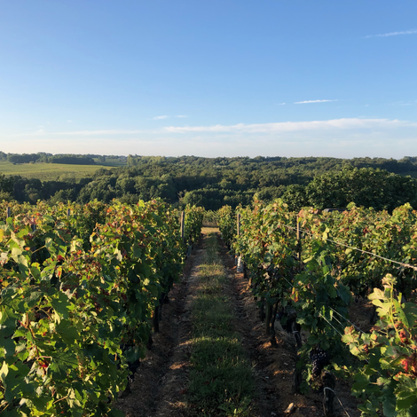 Château Haut Piquat - Vineyard