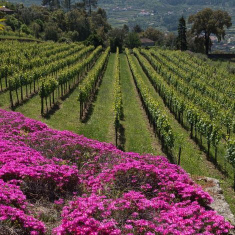 Quinta de Covela - Vineyard