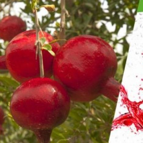 Fundo Sacramento S.A.C.