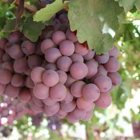 Grapes