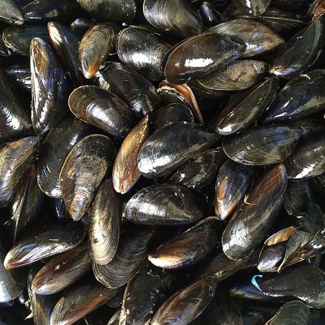Mussel