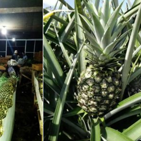 Jenram_Pineapple_MD2/GOLD