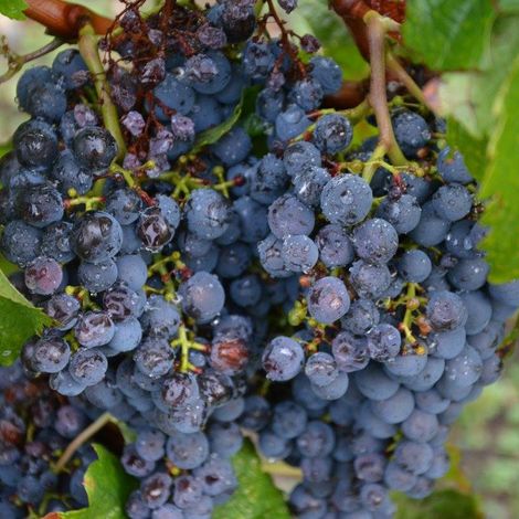 Fresh from the vineyard