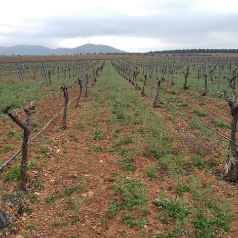 La Bodega de las Estrellas - Vineyard