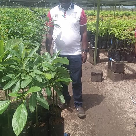 Plantation for Avocados