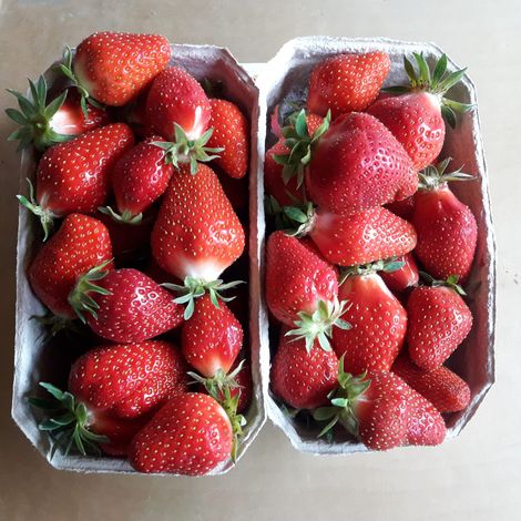 Otto und Thomas Schmoll GbR Kartoffelbau