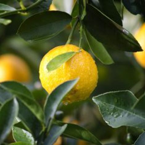 Lemons