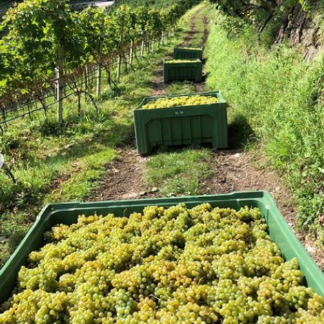 Nalserbacherkeller - Product