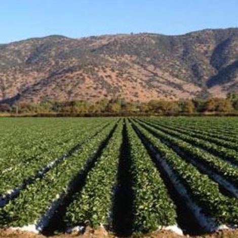 AGROINDUSTRIAL VALLE FRIO -Berries