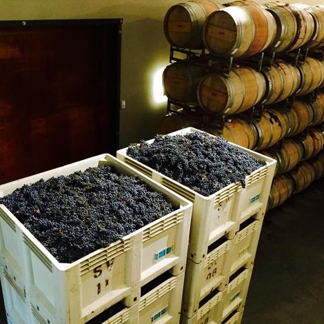 Sullivan Vineyards_Wine_Grapes