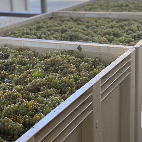 Davis Estates Grapes