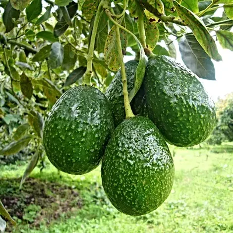 Prima Fruta Del Peru S.A.C. - Product