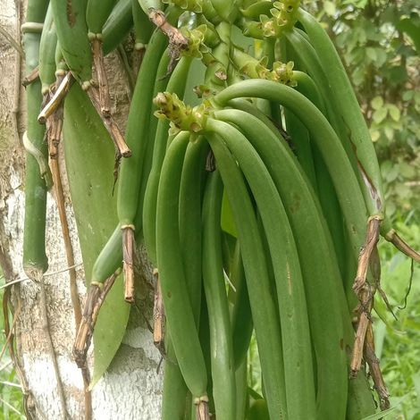 Premium Quality Vanilla Beans
