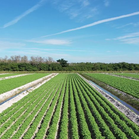 Troyer Brothers - Plantation