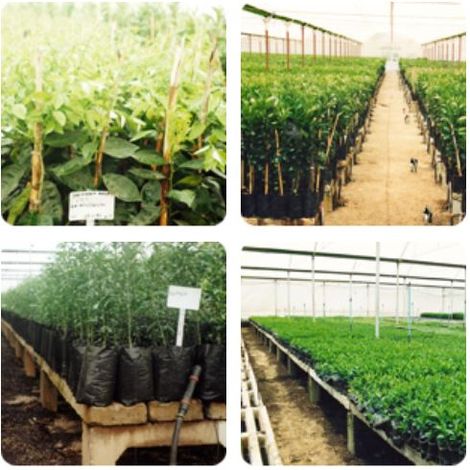 Seedling