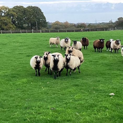 South Brockwells Farm Ltd - Lamb