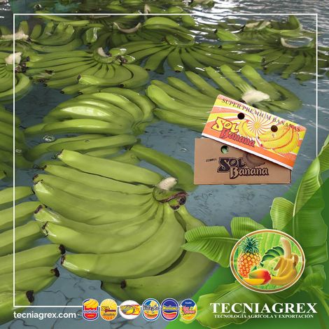 TECNIAGREX S.A.