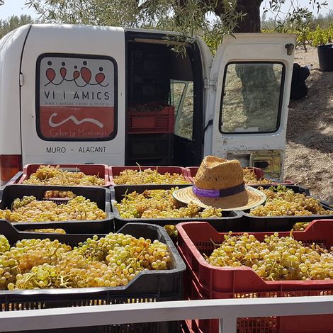 Celler la Muntanya - Products