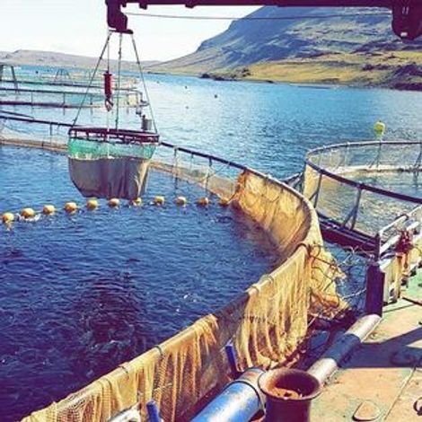 ICE FISH FARM - Fiskeldi Austfjarða