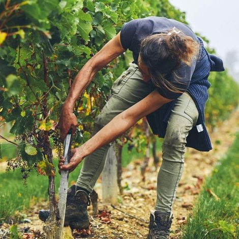 Picking from the vineyard