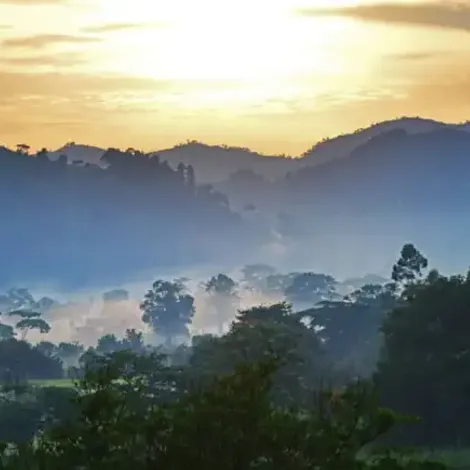 Kingha Coffee Company
