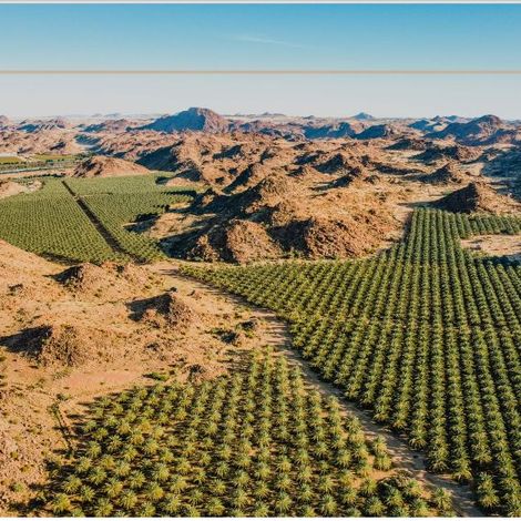 Desert Fruit Plantation