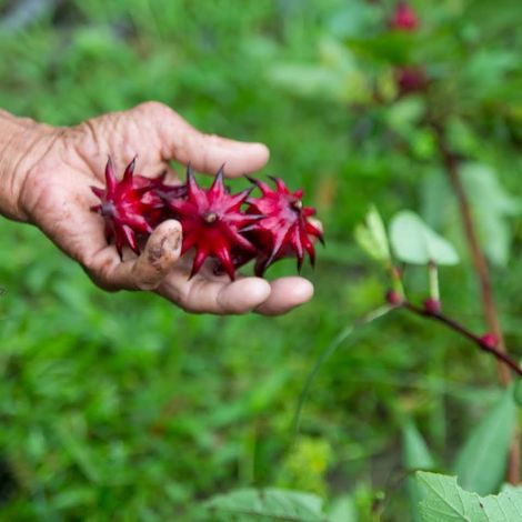 CeranaFarms20191105003.jpg