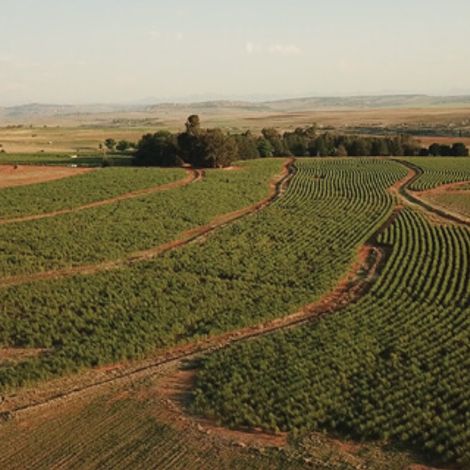 Denbi Farms