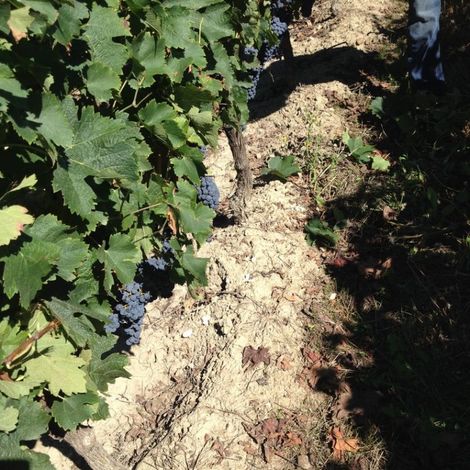 Picking from the vineyard