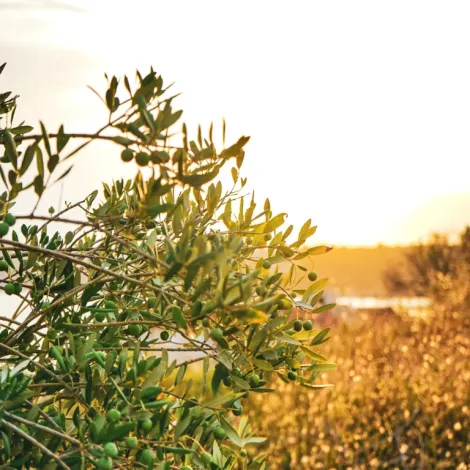 Wilson's Foods - Olive Tree