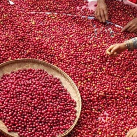 Green Land Coffee Plantation - Process