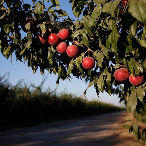 The Flavor Tree Fruit Company, LLC